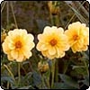  Yellow Dahlia Flowers 