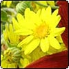 New Zealand Native Plants
