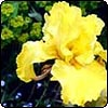 Iris Flower Gallery