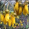 Flowering Kowhai Tree