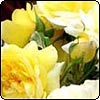 Yellow Rose