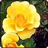A Good Year For Roses
