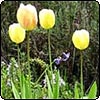 Lemon Tulips