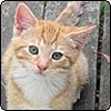 Ginger Gardening Cats