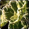  Pelargonium 