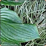  Gardening Articles from 2001 