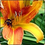  Gardening Articles from 2003 