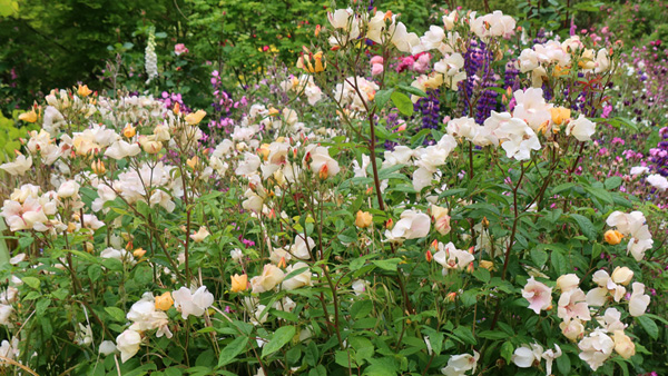  Flowering in the Hump Garden. 