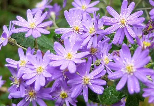  A type of Olearia. 