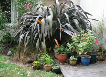 terrace gardening