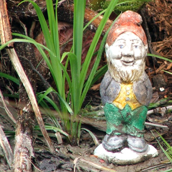  The Moosey garden gnome. 