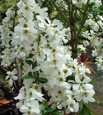  A wonderful white spring shrub. 