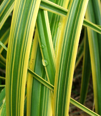  A beautiful variegated variety called 'trifida'. 