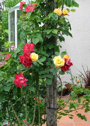  I brought cuttings of this colourful climber from my first garden. 