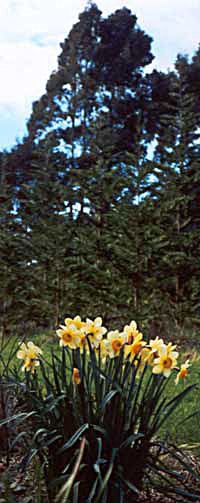  This clump of cheery daffodils is in Middle Border. 