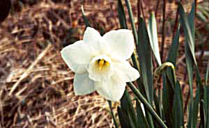  I think this daffodil is 'Ice Folly'. 