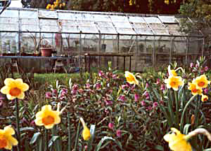  Daffodils in front of the flowering hebe hedge. 