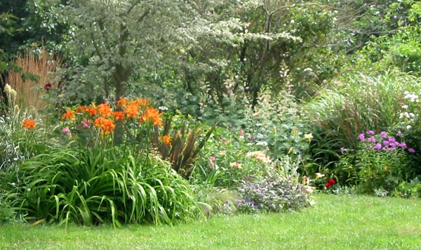  A happy clump of species daylilies growing in the Elm tree garden. 