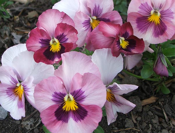 Pink Pansy Flower