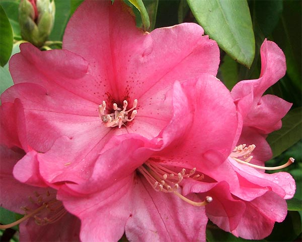  This rhododedron loves having the space to breathe - and to bloom! 