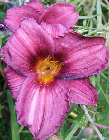  Growing in the Birthday Rose Garden. 