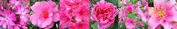  Campion, Camellia, Rhododendron, Rose, Lavatera, Lily 