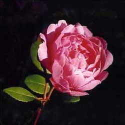  This rose is in Jeremy's border. I wish I knew its name. 