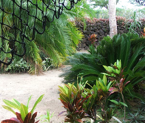  Rope, volcanic rocks, palm leaves and plants. 