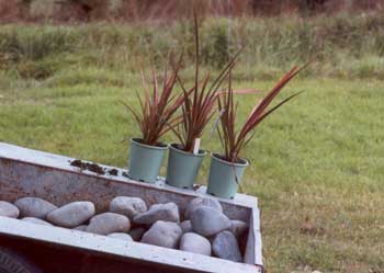  Three red cordylines sit on top of a trailer full of Waimakariri River Stones. 