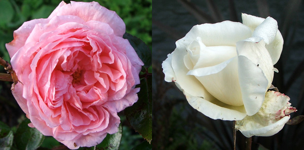  The white is a hybrid tea. 