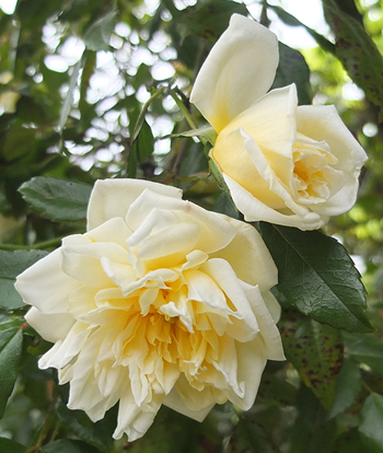  In the Driveway Garden. 