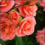  Festival of Roses Marquee 