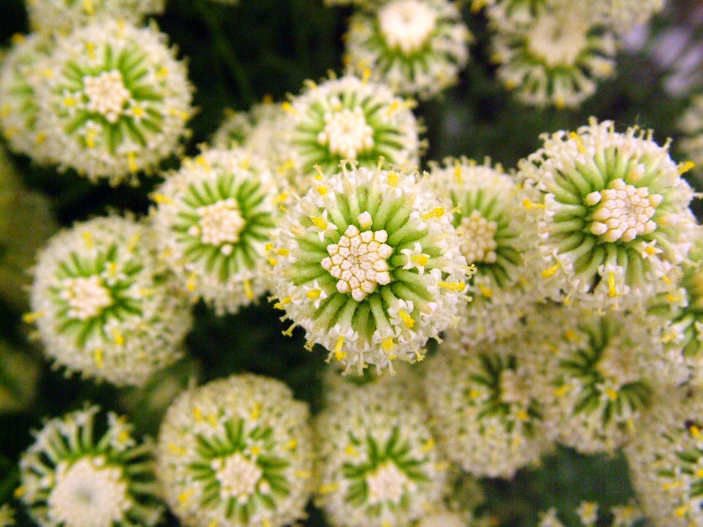 Flower Detail