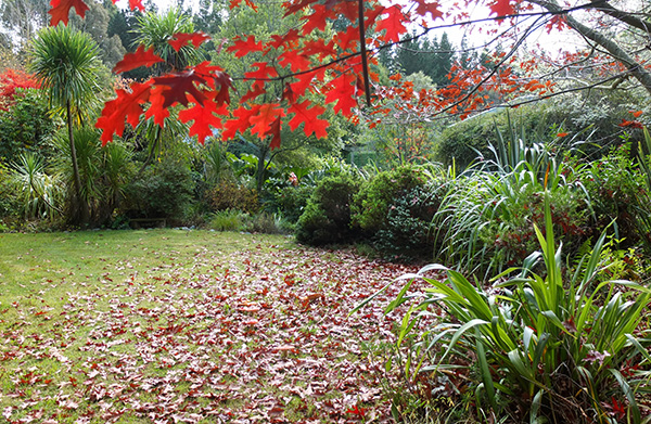  The fallen leaves from one of the Oak trees have been left on the lawn. 