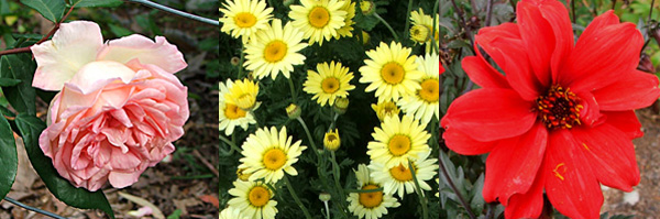  Rose Mme Leonie de Viennot, Anthemis, Dahlia Bishop Llandaff. 