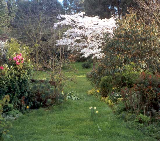 flowering cherry tree pictures. pale pink flowering cherry