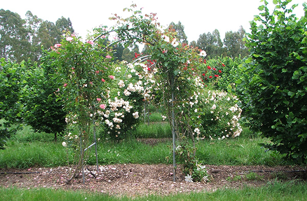  Roses and orchards go together. 