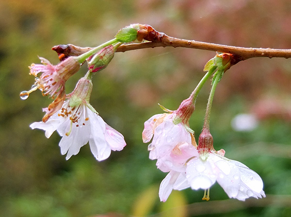  Just flowering, in late autumn. 