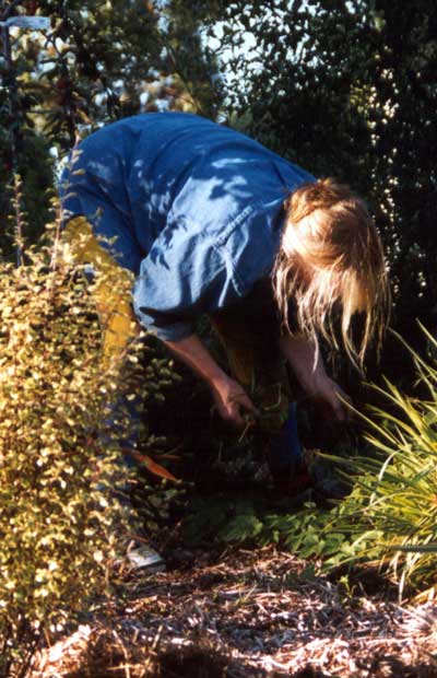 Head Gardener