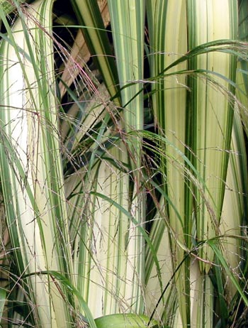  With a feathery native grass for neighbour. 