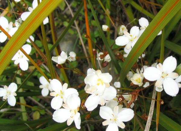  The white flowers are a delight in summer. 