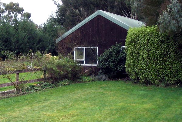  The olearia hedge is to the right. 