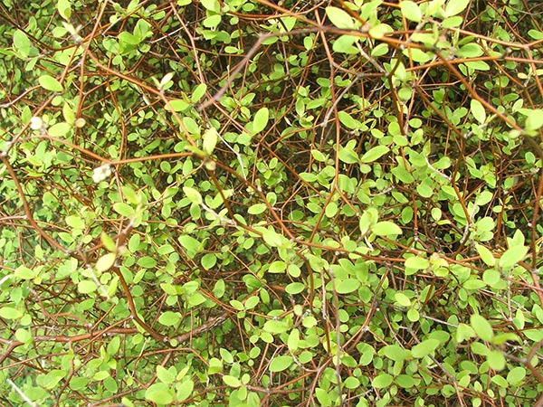  The New Zealand bush has many beautiful small-leafed texture plants. 