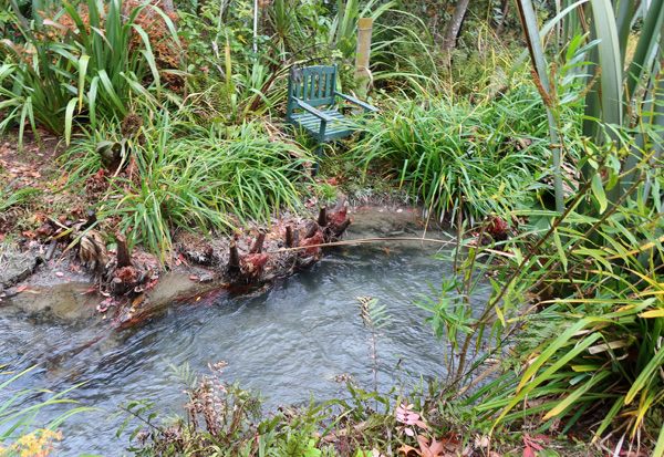  Surrounded by green Carexes and Phormiums. 