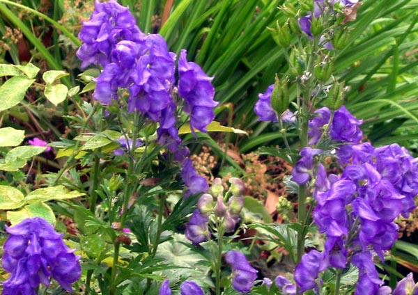  Another name for Aconitum in my gardening book is Wolfsbane. 