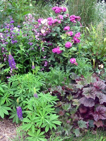  This photograph shows off the beautiful ferny lupin foliage. 