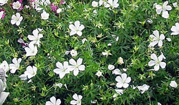 white geranium perennial