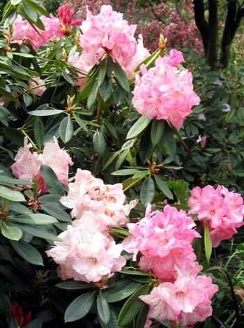  Covered in huge blooms. 