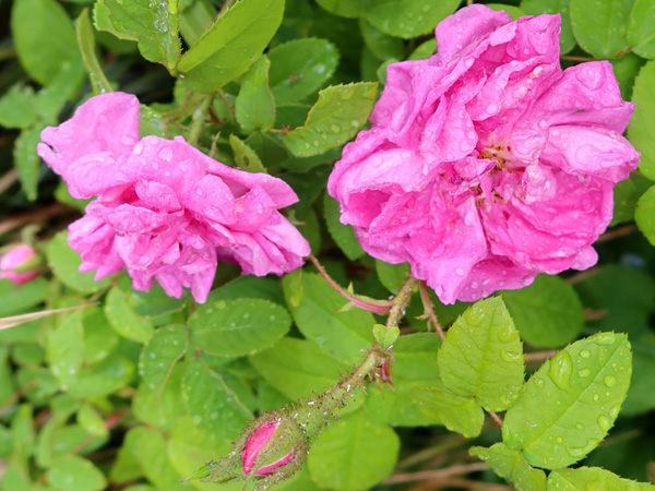  You can see the moss on the rose bud. 