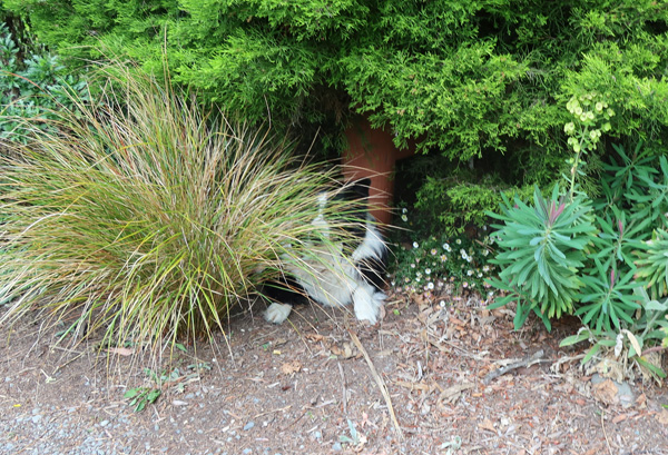  Staying cool in the shade. 